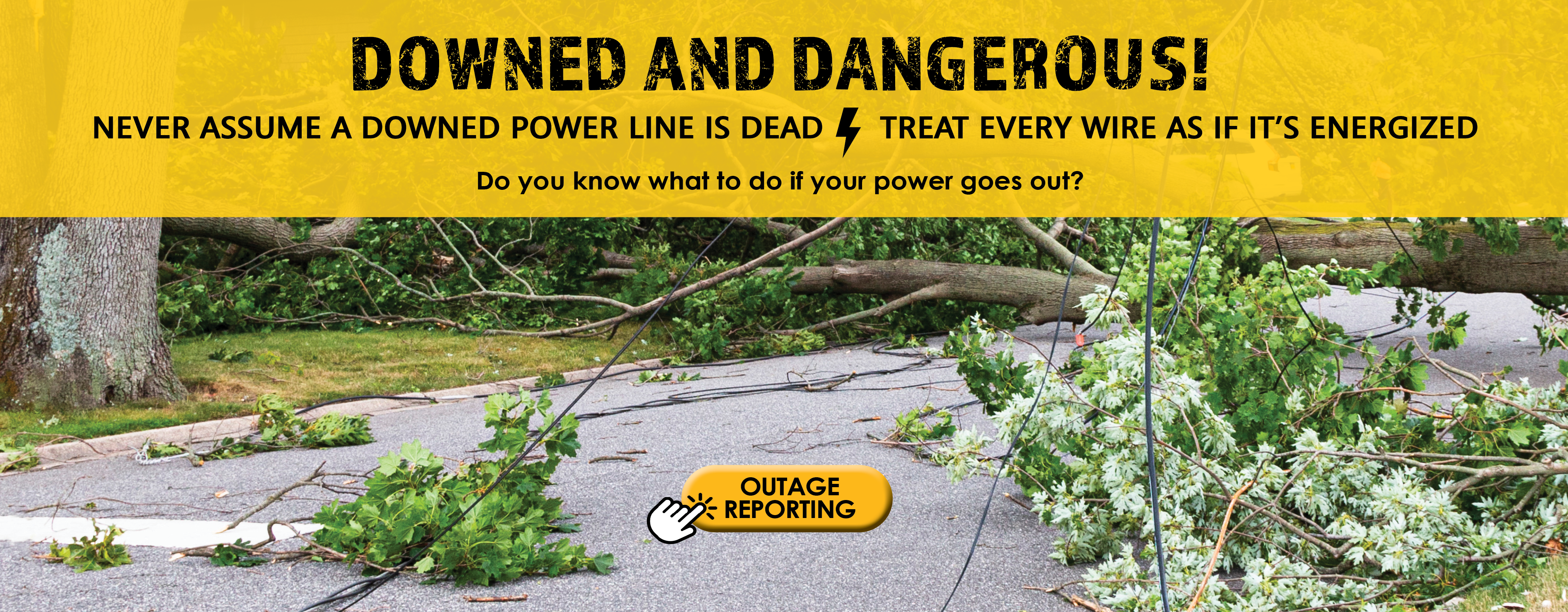 trees and power line laying on road