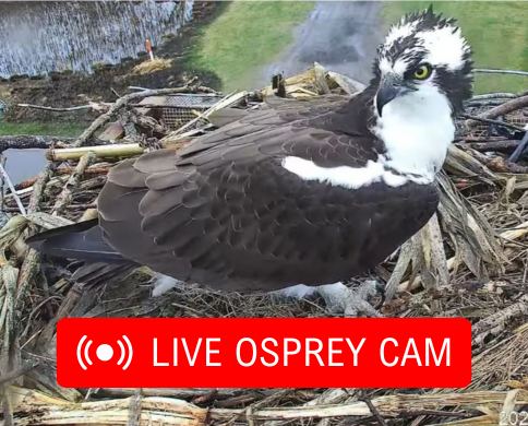 adult osprey in nest